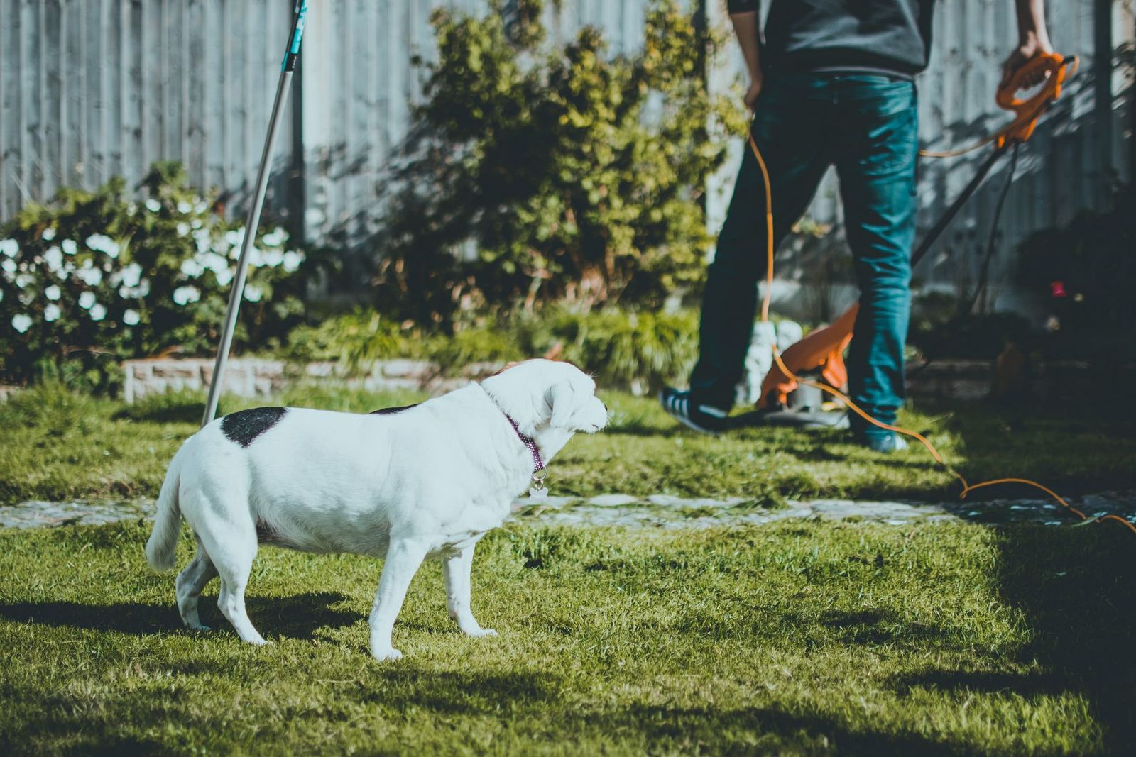 Weißer Hund steht im Garten, im Hintergrund wird der Rasen gemäht